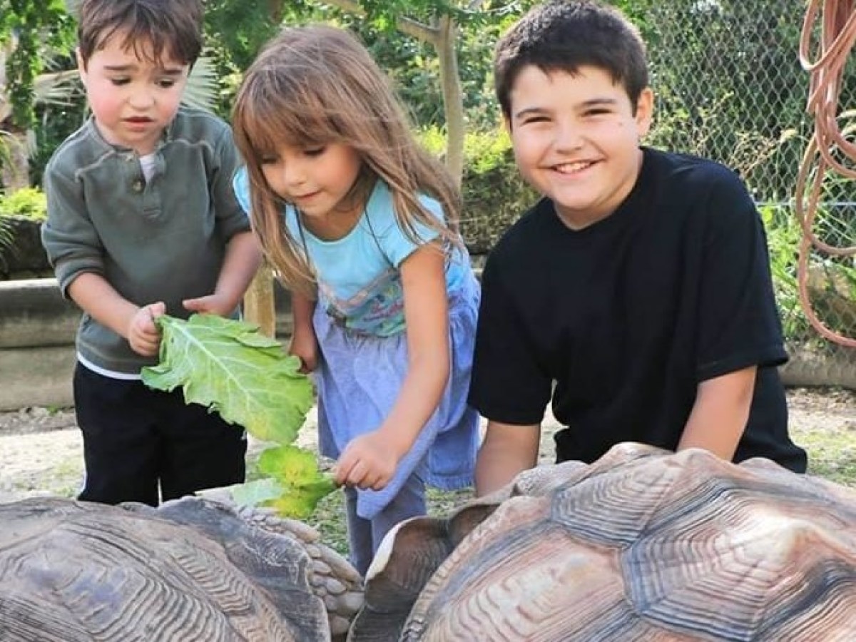 kids touching tortoise