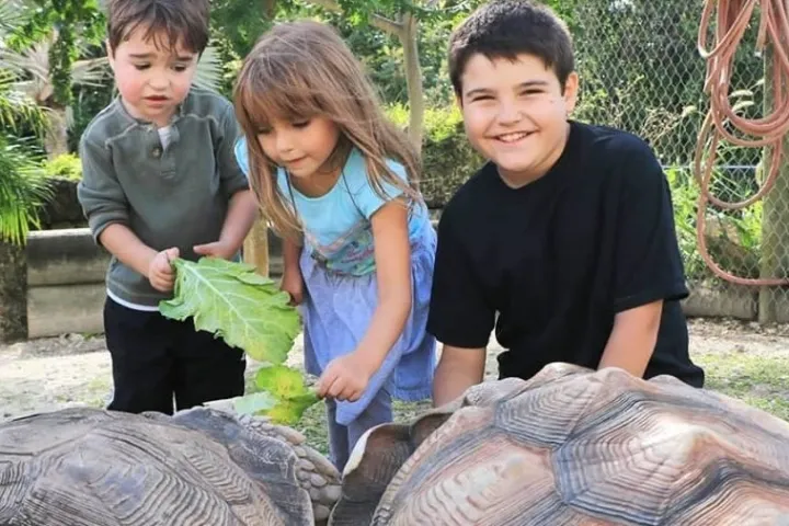 kids touching tortoise