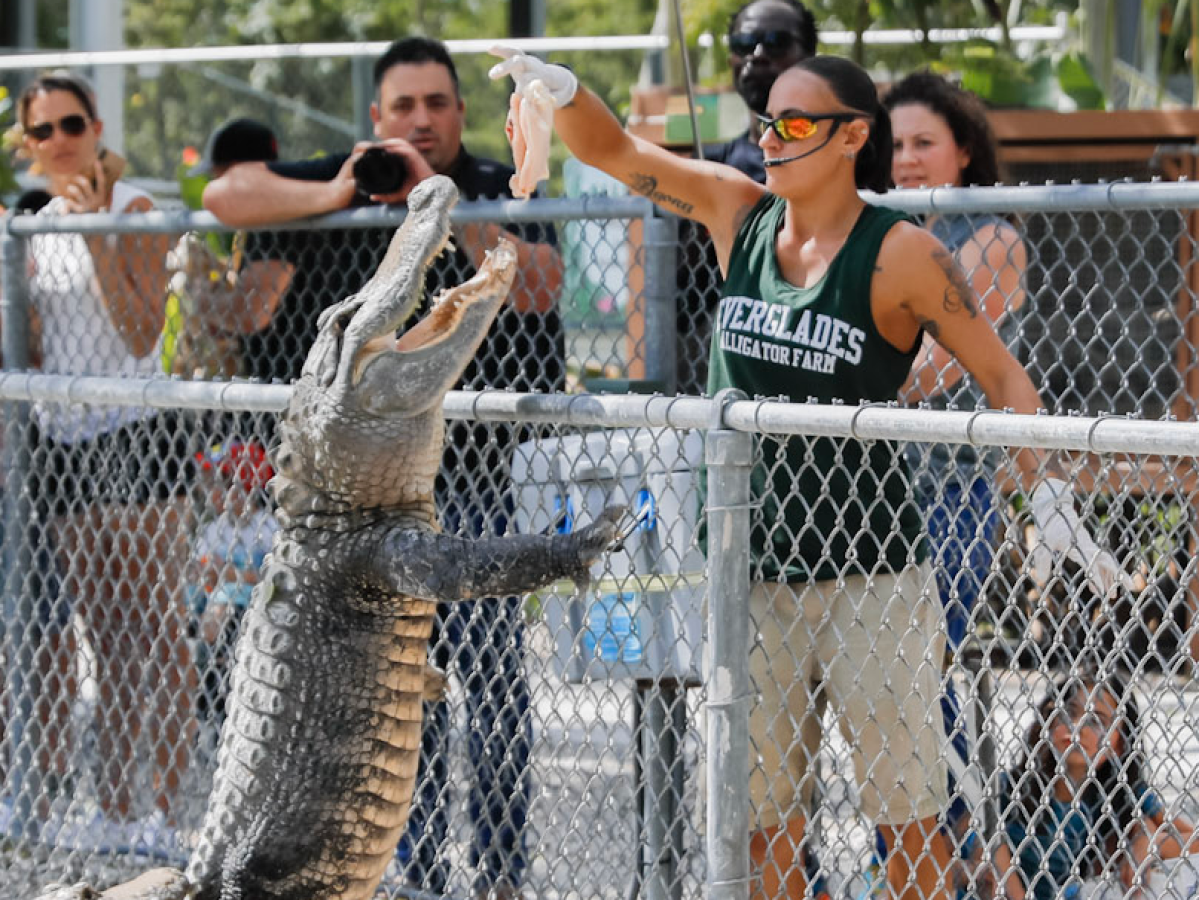 alligator getting fed by trainer