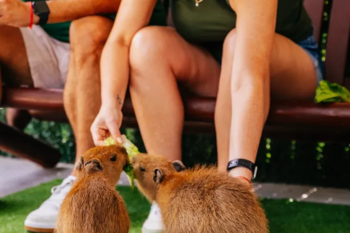 a person holding a dog