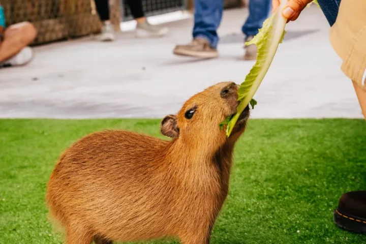 a person holding an animal